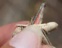 Riley's Short-wing Grasshopper - photo 2