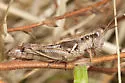 Riley's Short-wing Grasshopper - photo 3