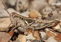 Riley's Short-wing Grasshopper - photo 4