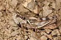 Riley's Short-wing Grasshopper - photo 5