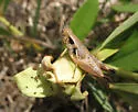 Round-winged Grasshopper