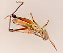 Round-winged Grasshopper - photo 2