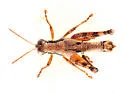 Round-winged Grasshopper - photo 3