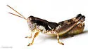 Round-winged Grasshopper - photo 5