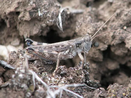Nevada Sage Grasshopper