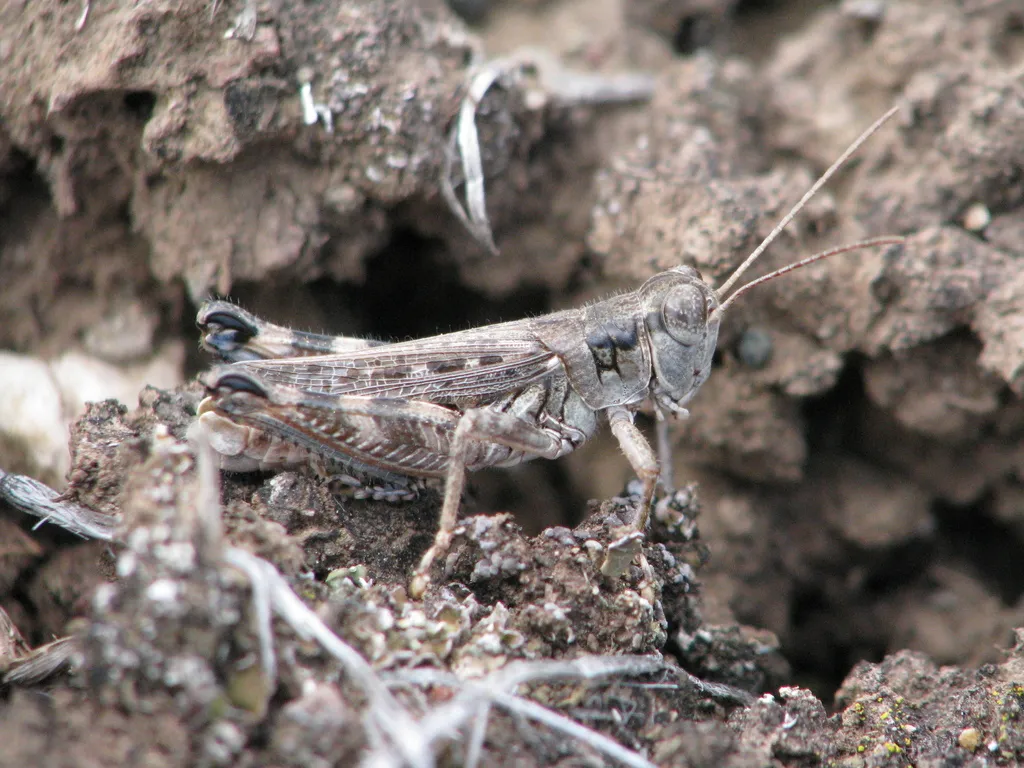 Nevada Sage Grasshopper - photo 2