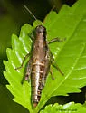 Obovate-winged Grasshopper - photo 2