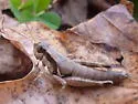 Obovate-winged Grasshopper - photo 3