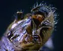 Obovate-winged Grasshopper - photo 4
