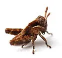 Obovate-winged Grasshopper - photo 5