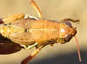 Willamette Short-wing Grasshopper