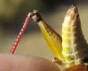 Willamette Short-wing Grasshopper - photo 2