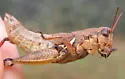 Willamette Short-wing Grasshopper - photo 3