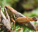 Willamette Short-wing Grasshopper - photo 4