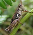 Willamette Short-wing Grasshopper - photo 5