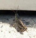 Migratory Grasshopper