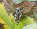 Migratory Grasshopper - photo 3