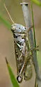 Migratory Grasshopper - photo 4
