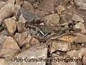 Migratory Grasshopper - photo 5