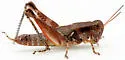 Lesser Fork-tail Grasshopper