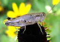 Scudder's Short-wing Grasshopper