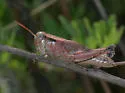 Scudder's Short-wing Grasshopper - photo 2