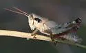 Scudder's Short-wing Grasshopper - photo 3
