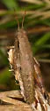 Scudder's Short-wing Grasshopper - photo 4