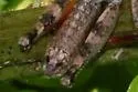 Scudder's Short-wing Grasshopper - photo 5