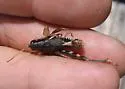 Snow's Short-wing Grasshopper - photo 2