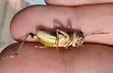 Snow's Short-wing Grasshopper - photo 3
