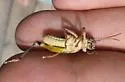 Snow's Short-wing Grasshopper - photo 4
