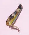 Snow's Short-wing Grasshopper - photo 5