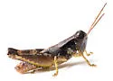 Melanoplus spiracor