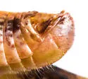Melanoplus spiracor - photo 2