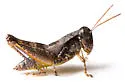 Melanoplus spiracor - photo 3