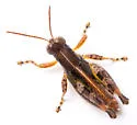 Melanoplus spiracor - photo 4