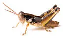 Melanoplus spiracor - photo 5