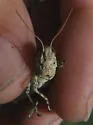 Juniper Grasshopper