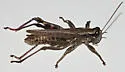 Juniper Grasshopper - photo 3