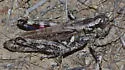 Juniper Grasshopper - photo 4
