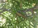 Juniper Grasshopper - photo 5