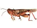 Rocky Mountain Locust