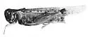 Rocky Mountain Locust - photo 2