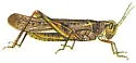 Rocky Mountain Locust - photo 3