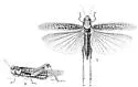 Rocky Mountain Locust - photo 4
