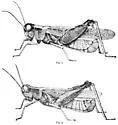 Rocky Mountain Locust - photo 5