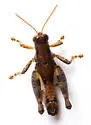 Stegocercus Short-wing Grasshopper