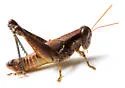 Stegocercus Short-wing Grasshopper - photo 2