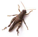 Stegocercus Short-wing Grasshopper - photo 4